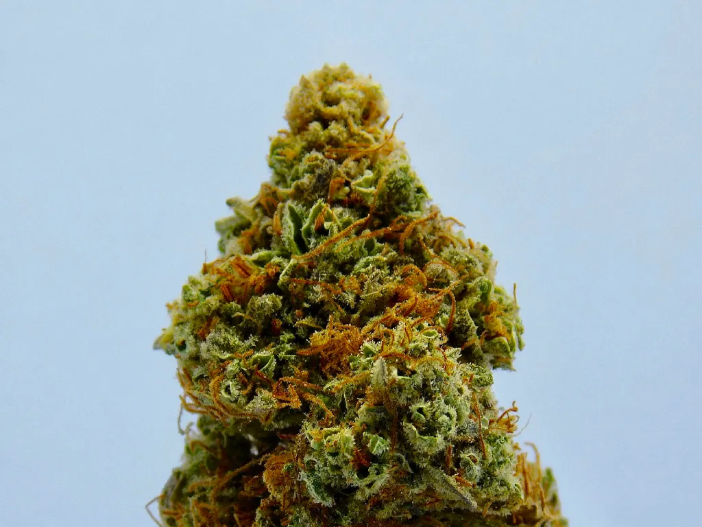 Marihuana en proceso de secado