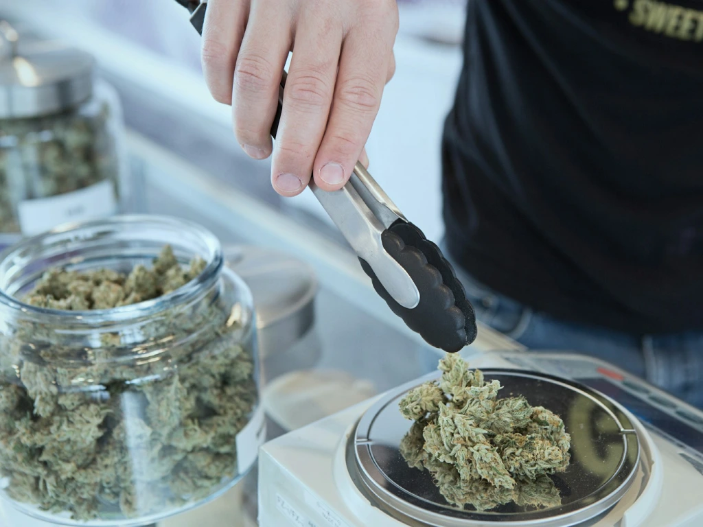 pesando la marihuana en un ambiente controlando, ejemplificando cómo debería ser la venta de marihuana