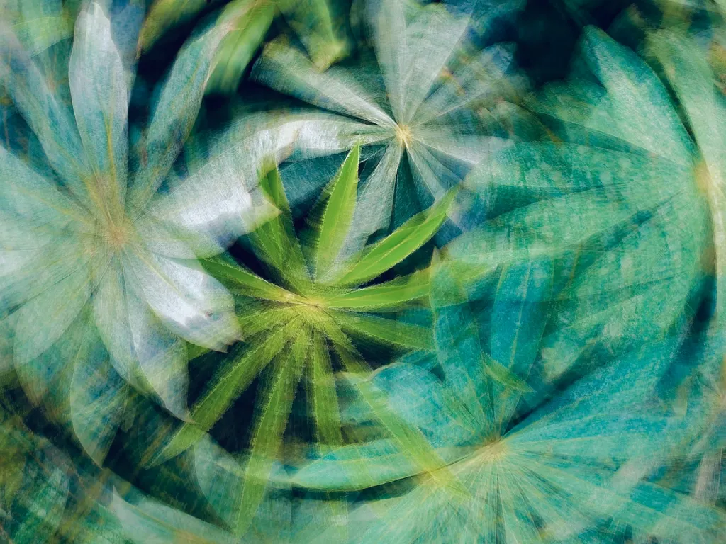 La marihuana consumida en verdes rasca: ¿realidad o mito?