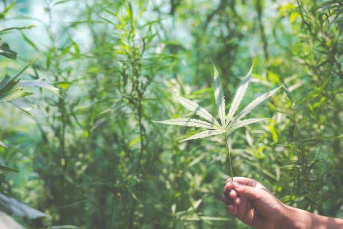 Plantación de cannabis, origen natural del cannabis.
