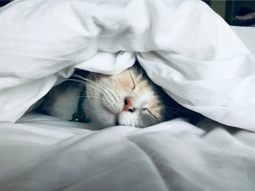 Gato durmiendo, alegórico a la marihuana como solución a los problemas del sueño