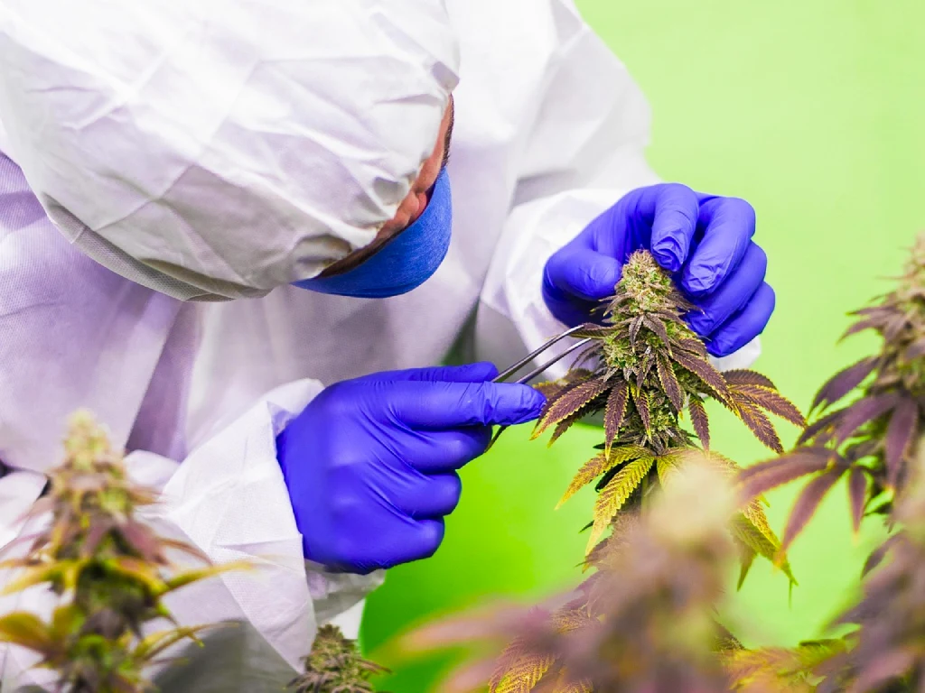 Científico estudiando los beneficios del cannabis
