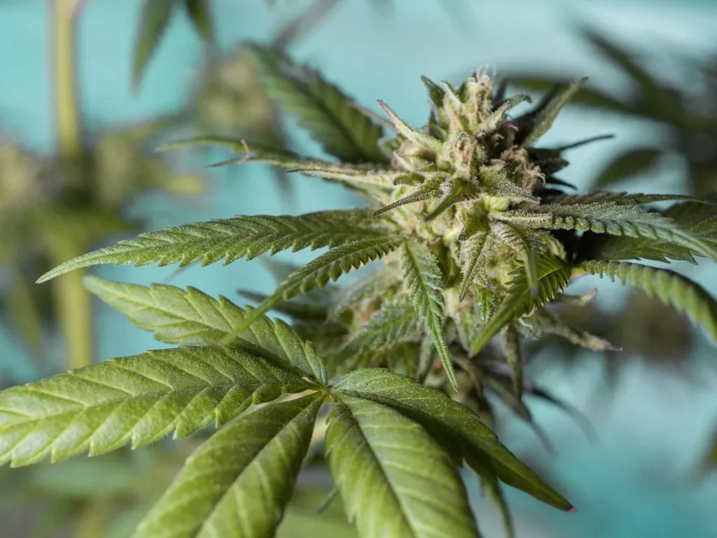 Cómo identificar la marihuana contaminada y qué hacer