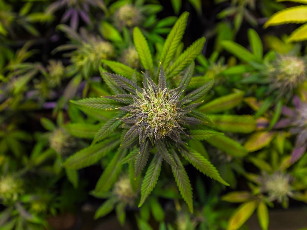 Planta de canabis