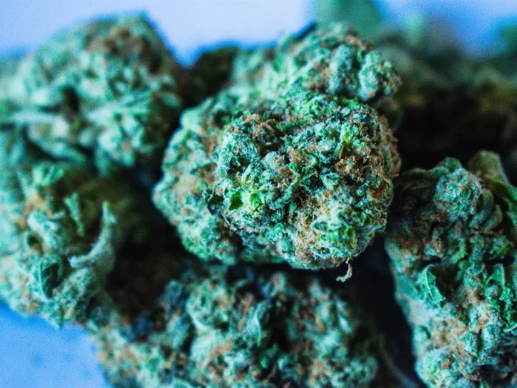 Puños de marihuana ejemplificando la marihuana de calidad
