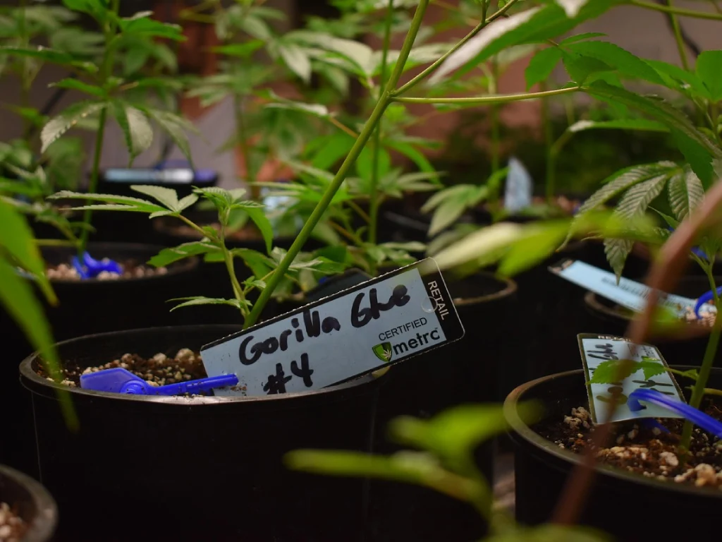 Plantas de marihuana caseras
