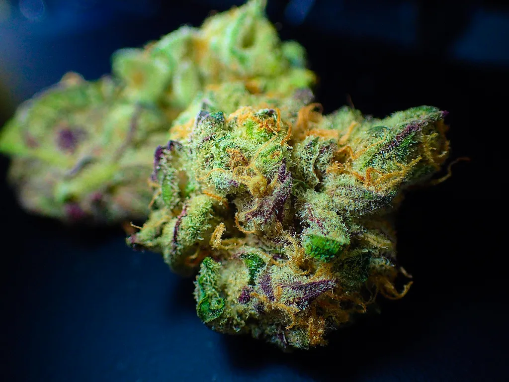 Factores clave para identificar si el cannabis es de calidad