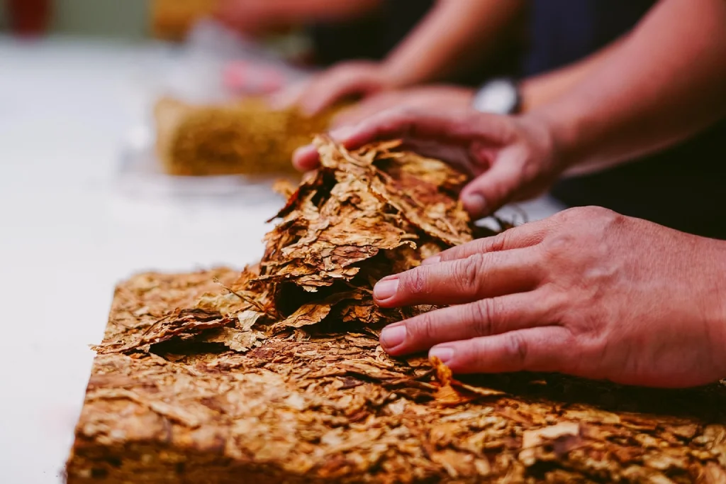 Trabajando hojas de tabaco con las manos como alegórico a la incorporación de tabaco a la marihuana